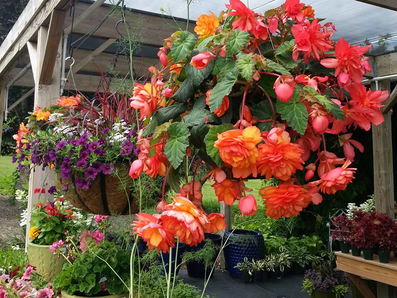 Flowers-Web